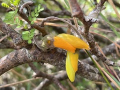 Sophora prostrata