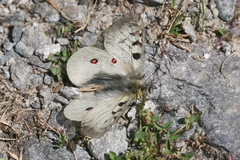 Parnassius phoebus sacerdos