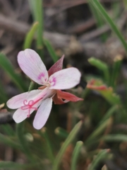 Pelargonium coronopifolium