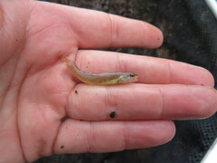 Etheostoma gracile