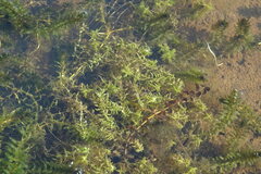 Callitriche hermaphroditica