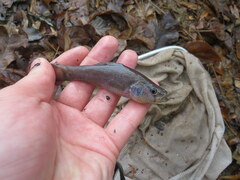 Aphredoderus sayanus