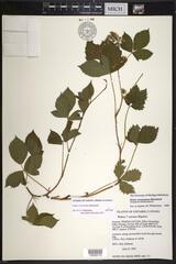 Rubus vermontanus