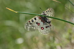 Parnassius phoebus sacerdos