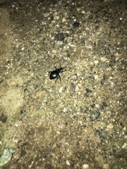 Scaphinotus interruptus