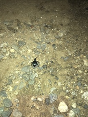 Scaphinotus interruptus