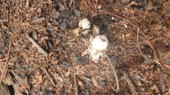 Geastrum