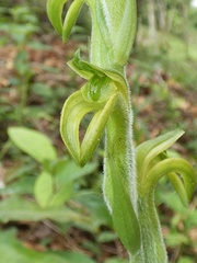 Sarcoglottis neglecta