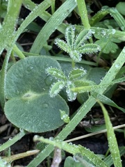 Lupinus microcarpus microcarpus