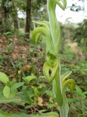 Sarcoglottis neglecta