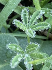 Lupinus microcarpus microcarpus