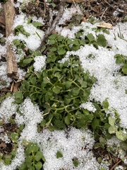 Cardamine hirsuta