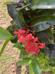 Ixora casei