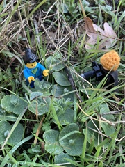 Lupinus microcarpus microcarpus