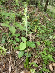 Sarcoglottis neglecta