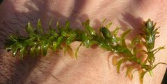 Elodea canadensis