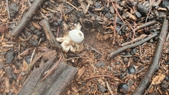 Geastrum