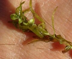 Callitriche hermaphroditica