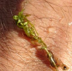 Callitriche hermaphroditica