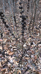 Dasistoma macrophylla