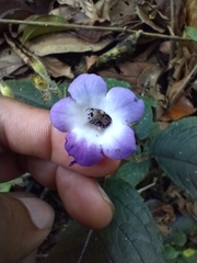 Monopyle