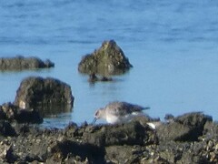 Pluvialis squatarola