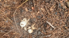 Geastrum