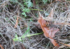 Delphinium carolinianum