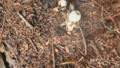 Geastrum