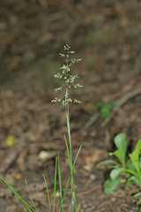 Poa pratensis pratensis