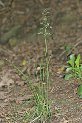 Poa pratensis pratensis