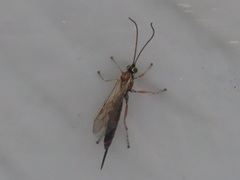 Tromatobia lineatoria