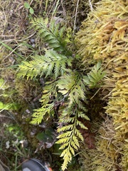 Asplenium appendiculatum appendiculatum