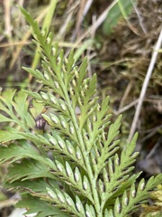 Asplenium appendiculatum appendiculatum