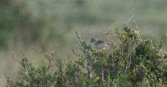 Cisticola