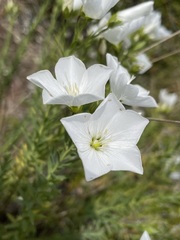 Linum monogynum