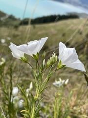 Linum monogynum