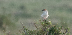 Cisticola