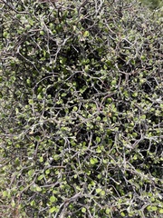 Corokia cotoneaster