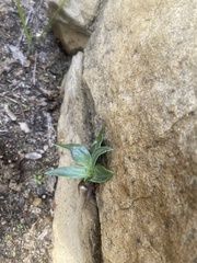 Dudleya lanceolata