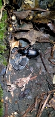 Pterostichus melanarius