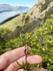 Coprosma linariifolia