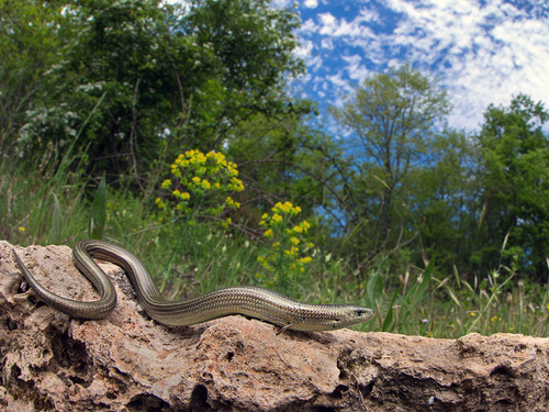 Italian Three-toed Skink, 58022 Follonica GR, Italia, photo 8 of 10