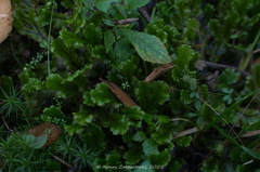 Marchantia polymorpha polymorpha