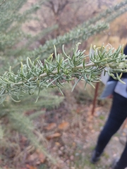Adenocarpus decorticans