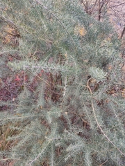 Adenocarpus decorticans