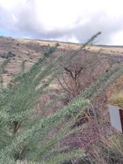 Adenocarpus decorticans