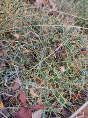 Ptilostemon hispanicus