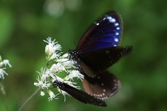 Euploea tulliolus koxinga