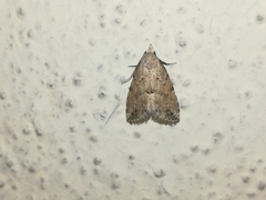 Hypenodes fractilinea